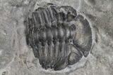 Bargain, Two Partial Eldredgeops Trilobite Fossils - New York #138827-1